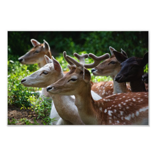 I Hear Photo (Front)