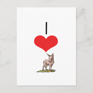 I Heart (Love) Donkeys Postcard
