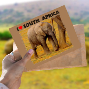 I Heart South Africa Elephant calf Postcard