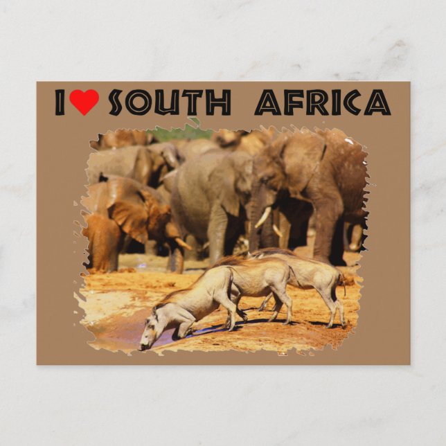 I Heart South Africa warthogs and elephants Postcard (Front)