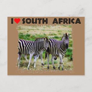 I Heart South Africa young zebra pair Postcard