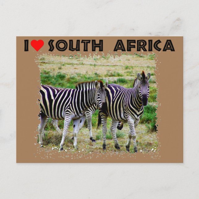 I Heart South Africa young zebra pair Postcard (Front)