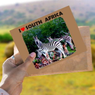 I Heart South Africa Zebra Aloe Postcard