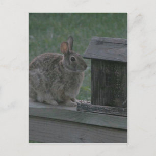 I is a Birdie Postcard