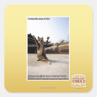 I iz shaolin paws of fury