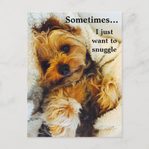 I Just Want to Snuggle Yorkie Postcard