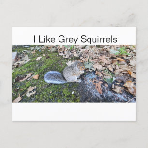 I Like Grey Squirrels Holiday Postcard