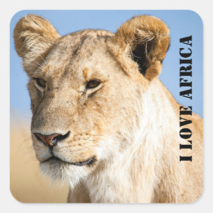 I love Africa Portrait of a lioness photo Square Sticker