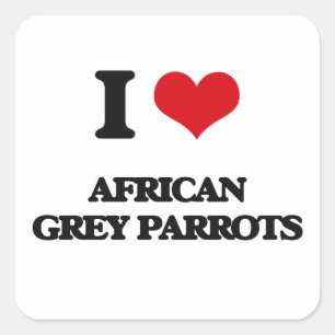 I love African Grey Parrots Square Sticker