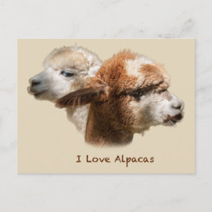 I Love Alpacas Postcards