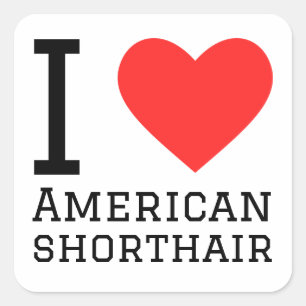 I love American shorthair Square Sticker