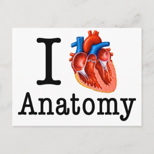 I love Anatomy Postcard