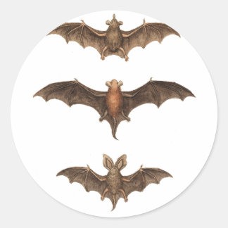 I love bats classic round sticker