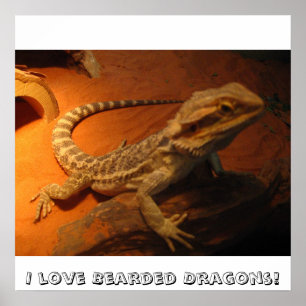 I love Bearded Dragons! Poster