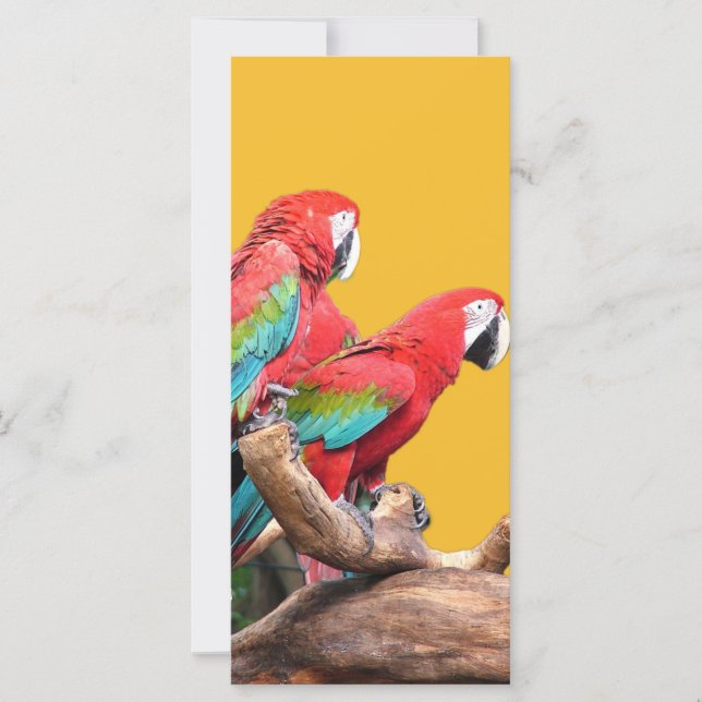 I love beautiful birds! red and blue parrots. (Front)