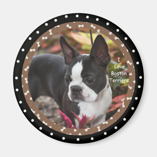 I love boston Terrier Dogs Magnet (Front)
