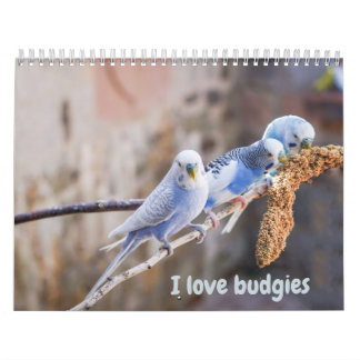 I love budgies - snapshots of the little birds calendar