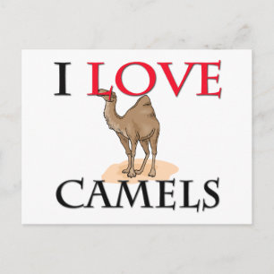 I Love Camels Postcard