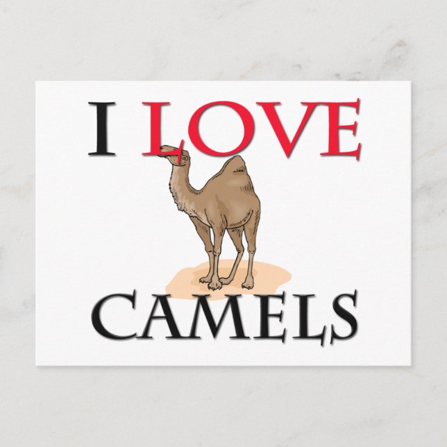 I Love Camels Postcard (Front)