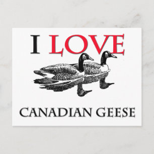 I Love Canadian Geese Postcard