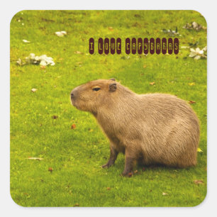 I love Capybaras Sticker