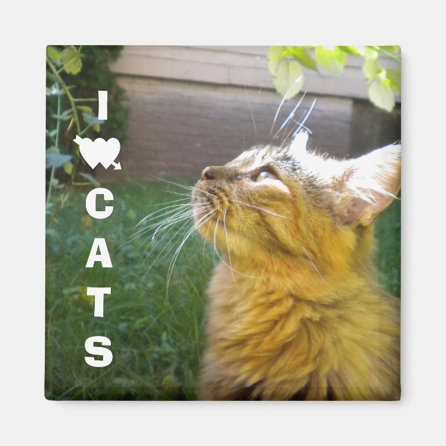 I Love Cats magnet (Front)