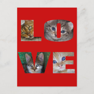 I Love Cats Postcard