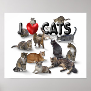 I love Cats Poster