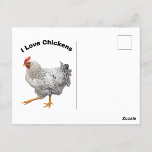 I Love Chickens. chickens, humour, funny Postcard