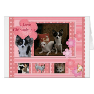 I love Chihuahuas