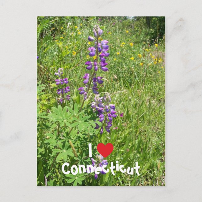 I Love Connecticut Postcard (Front)