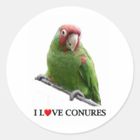 I love conures too