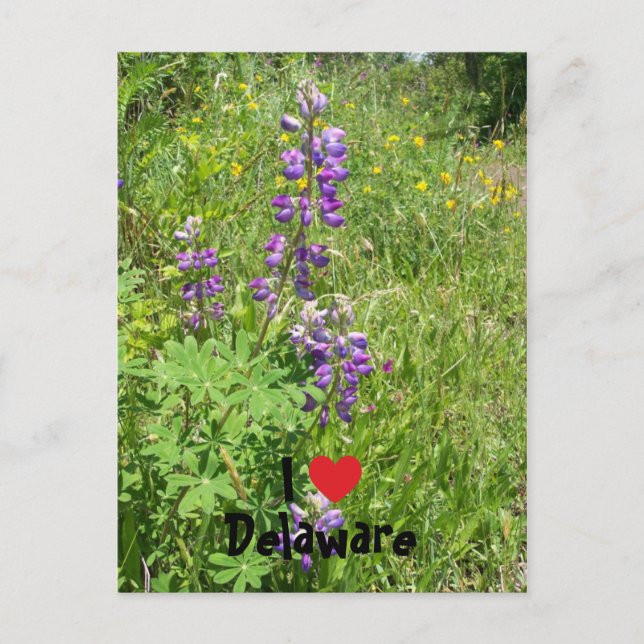 I Love Delaware Postcard (Front)