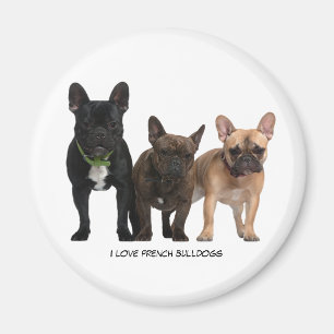 I love French Bulldogs Magnet
