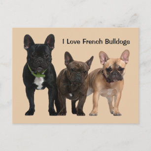 I love French Bulldogs Postcard