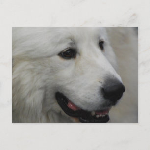 I Love Great Pyrenees  Postcard