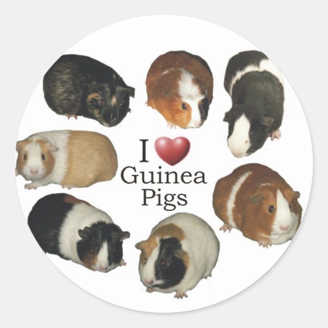 I Love Guinea Pig Stickers (Front)