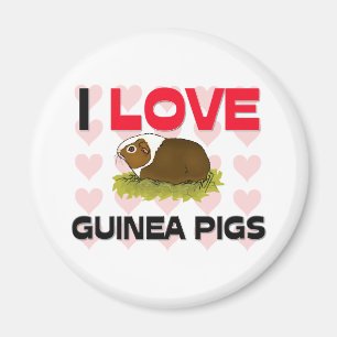 I Love Guinea Pigs Magnet