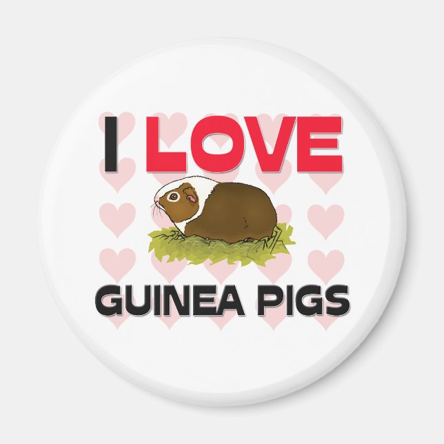 I Love Guinea Pigs Magnet (Front)