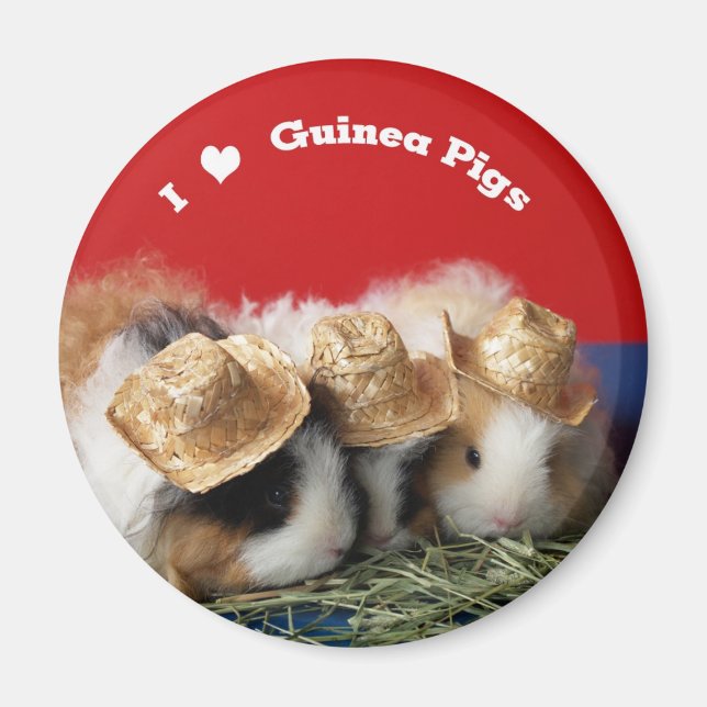 I Love Guinea Pigs Magnet (Front)
