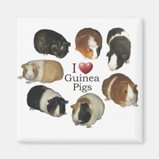 I love guinea pigs Magnet