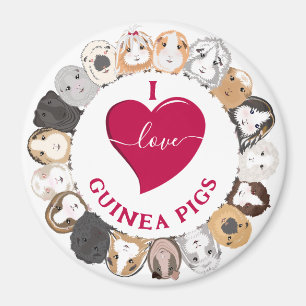 I Love Guinea Pigs Magnet