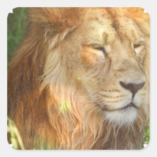 I Love Lions Stickers