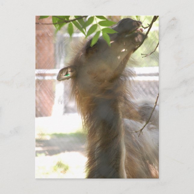 I Love Llamas Postcard (Front)