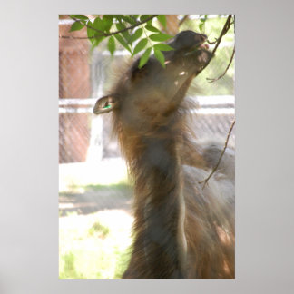 I Love Llamas Poster