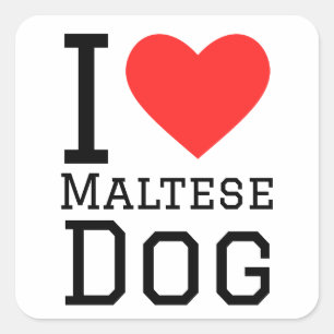 I love Maltese dog Square Sticker