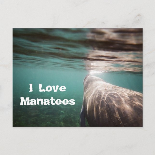 I Love Manatees Postcard (Front)