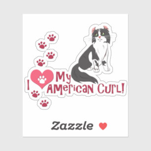 I Love My American Curl!