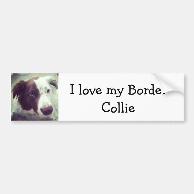 I love my Border Collie Bumper Sticker (Front)