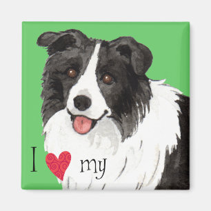 I Love my Border Collie Magnet